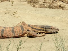 Varanus griseus caspius
