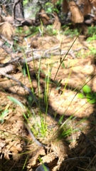 Carex multicaulis