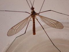 Nephrotoma submaculosa