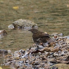 Rubigula erythropthalmos