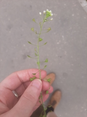 Capsella bursa-pastoris