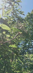 Sambucus nigra