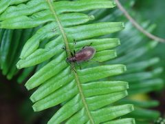 Lagria formosensis