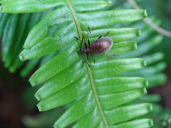 Lagria formosensis