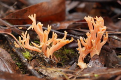 Ramaria anziana
