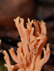 Ramaria anziana