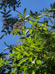 Sambucus nigra