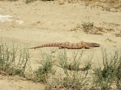 Varanus griseus caspius