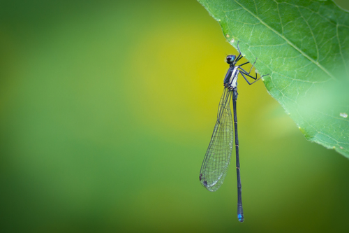 Blue-tipped Dancer