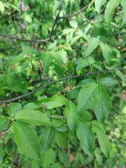 Euonymus verrucosus