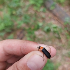 Cantharis pellucida