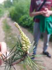 Pinus sylvestris