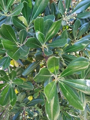 Pittosporum tobira