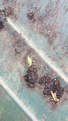 Liocoris tripustulatus