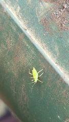 Liocoris tripustulatus