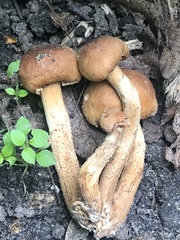 Kuehneromyces mutabilis