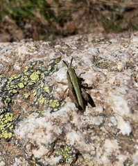 Gomphoceridius brevipennis