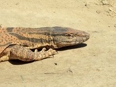 Varanus griseus caspius