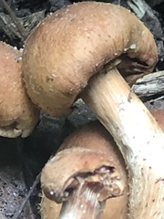 Kuehneromyces mutabilis