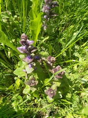 Ajuga pyramidalis