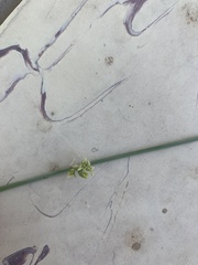 Leptadenia pyrotechnica