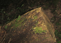 Vesicularia galerulata