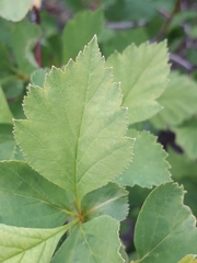 Crataegus dahurica
