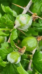 Podosphaera mors-uvae