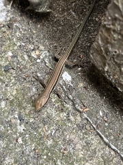 Podarcis muralis