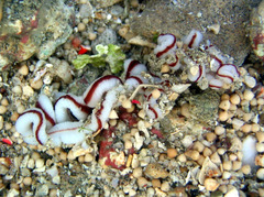 Baseodiscus hemprichii