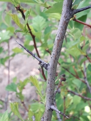 Crataegus dahurica