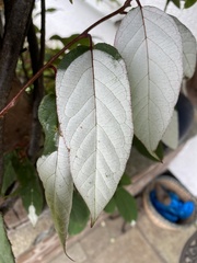 Actinidia kolomikta