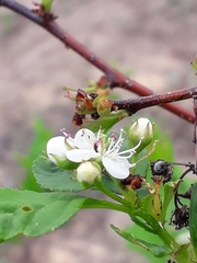 Crataegus dahurica