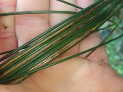 Carex strictissima