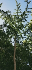 Ginkgo biloba