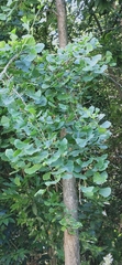 Ginkgo biloba