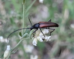 Stenurella melanura