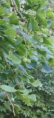 Ginkgo biloba