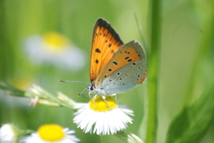 Lycaena dispar