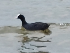 Fulica atra