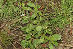 Myosotis secunda