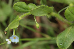 Myosotis secunda