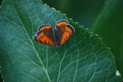 Lycaena dispar