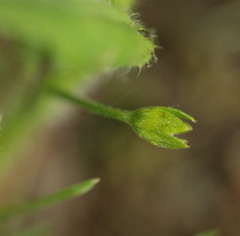 Myosotis secunda