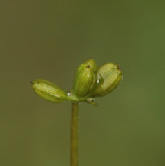 Helosciadium inundatum