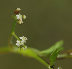 Helosciadium inundatum