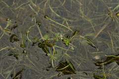 Helosciadium inundatum