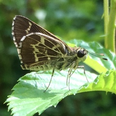 Amblyscirtes aesculapius