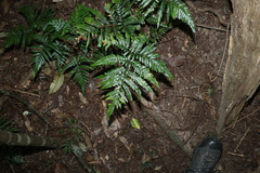 Parapolystichum microsorum