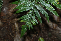 Parapolystichum microsorum